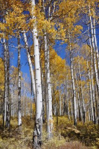 Aspen grove in the San Juan Mountains