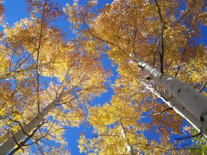 Aspens under blue sky