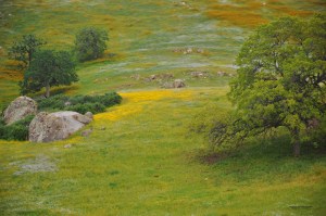 California wildflowers