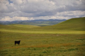 Field with cow - CA foothills