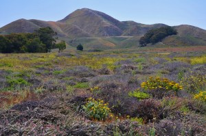 Wildflowers at Montana De Oro State Park CA