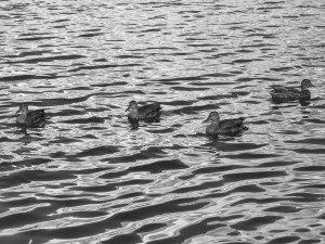 Colo-Mountains-2009001